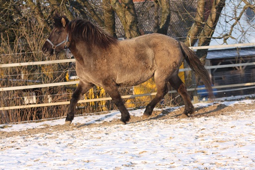 Grána Januar 2012