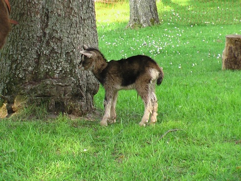 Almas Böckchen Almas Böckchen