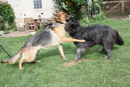 Chica und Frekja beim Toben