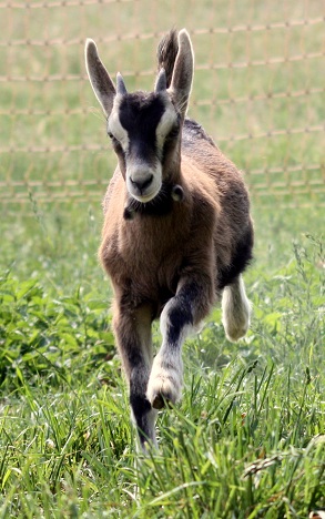 Frieda