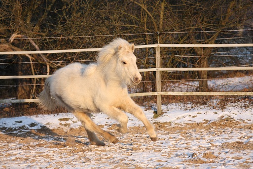 Djásn Galopp Januar 2012 Djásn Galopp Januar 2012