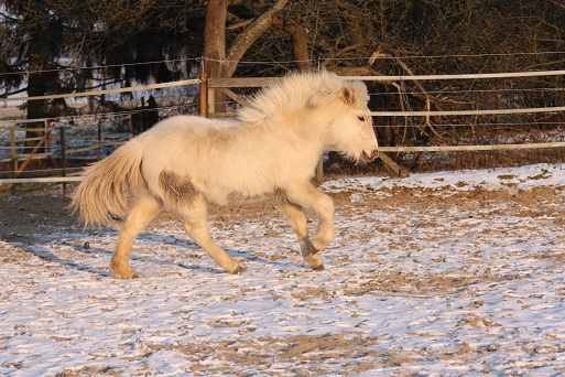 Djásn Galopp Januar 2012 Djásn Galopp Januar 2012
