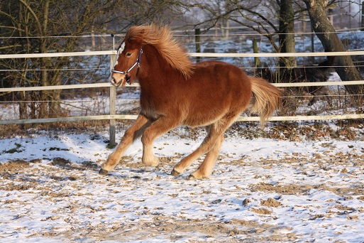 Galopp Galopp