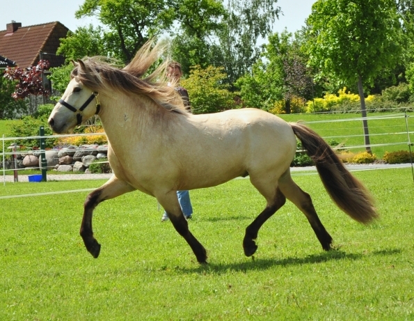 Eidur