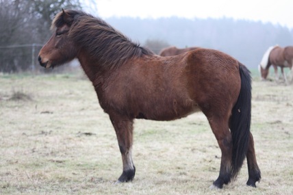 Hlín Hlín