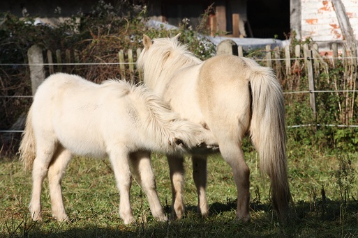 Schluck an der Milchbar