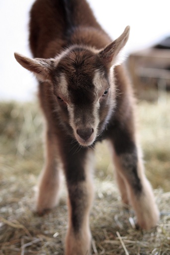 Böckchen Nr. 1 Böckchen Nr. 1