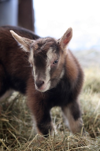 Böckchen Nr. 1 Böckchen Nr. 1