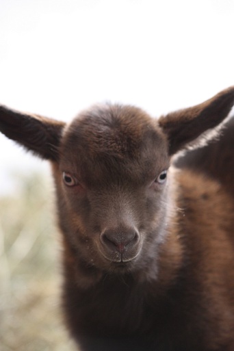 Böckchen Nr. 2 Böckchen Nr. 2