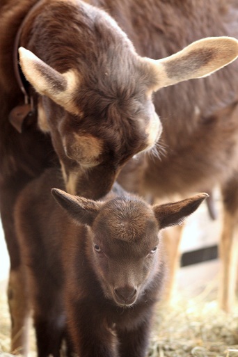 Mutterliebe Mutterliebe