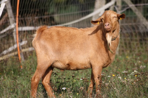 Zeus, September 2013 Zeus, September 2013