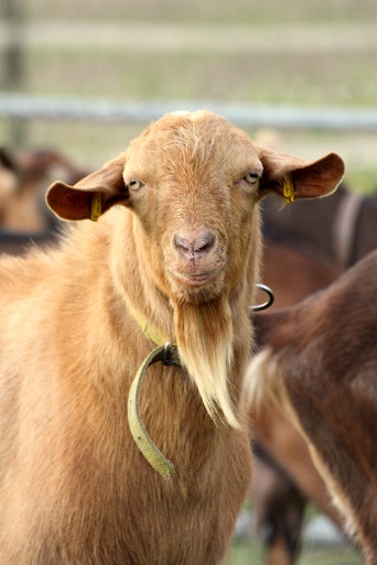 Zeus, September 2013 Zeus, September 2013