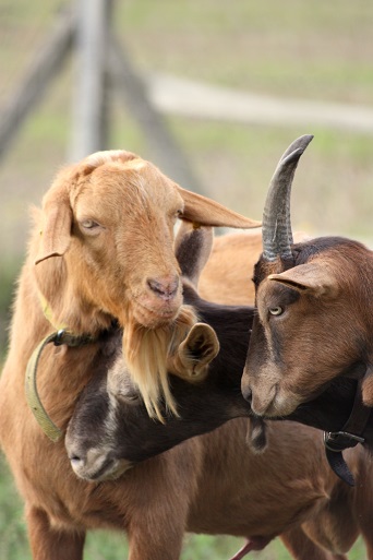Ziegenliebe, September 2013 Ziegenliebe, September 2013