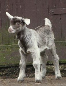 Ziegenmädchen