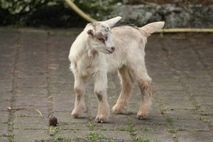 Ziegenmädchen
